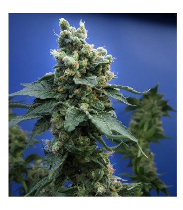 S.A.G.E. N Sour fem. T.H. Seeds