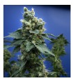 S.A.G.E. N Sour fem. T.H. Seeds