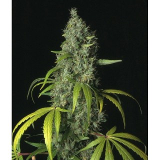 S.A.G.E.  5 u. fem. T.H. Seeds