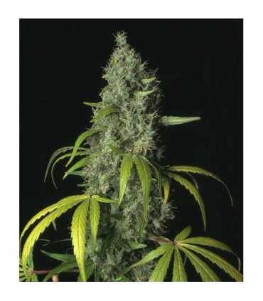 S.A.G.E.  5 u. fem. T.H. Seeds