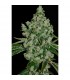 Ultrasour  5 u. fem. T.H. Seeds