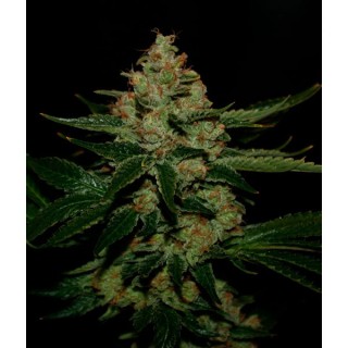 Underdawg OG fem. T.H. Seeds