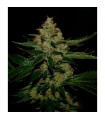 Underdawg OG fem. T.H. Seeds