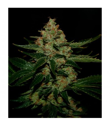 Underdawg OG  5 u. fem. T.H. Seeds