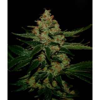 Underdawg OG 10 u. fem. T.H. Seeds