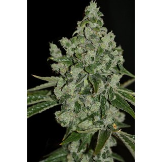 Ultrasour fem. T.H. Seeds