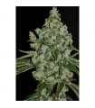 Ultrasour fem. T.H. Seeds