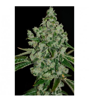 Ultrasour 10 u. fem. T.H. Seeds