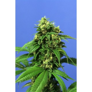 Wreckage 10 u. fem. T.H. Seeds