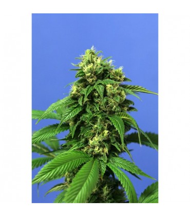 Wreckage 10 u. fem. T.H. Seeds