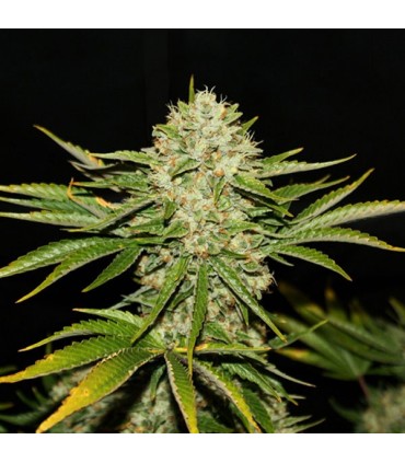Wreckage fem. T.H. Seeds