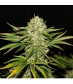 Wreckage fem. T.H. Seeds