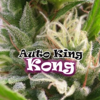 Auto King Kong fem. Dr Underground