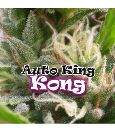 Auto King Kong 4 u. fem. Dr Underground