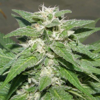 Kong 47 fem. Dr Underground