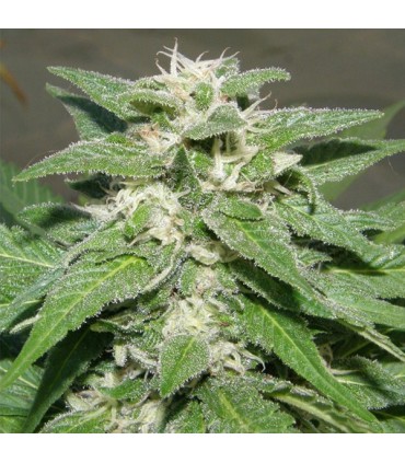 Kong 47 fem. Dr Underground