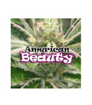 American Beauty fem. Dr Underground