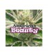 American Beauty 8 un. fem. Dr Underground