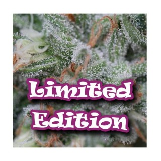 Soul Diesel 5 u. fem. Ed.Limitada Dr Underground