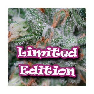 Original Ganster 5 u. fem. Ed.Limitada Dr Underground