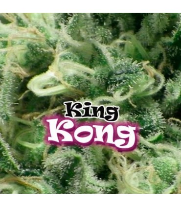 King Kong 25 u. fem. Dr Underground