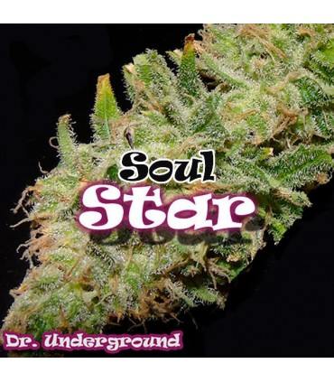 Soul Star fem. Dr Underground