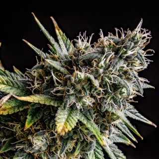 Gorilla OG 5 u. fem. Ed.Limitada Dr Underground