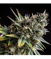 Gorilla OG 5 u. fem. Ed.Limitada Dr Underground