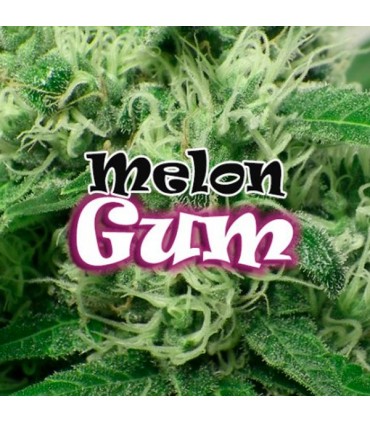 Melon Gum 25 u. fem. Dr Underground