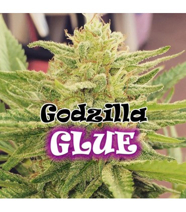 Godzilla Glue  8 u. fem. Dr Underground