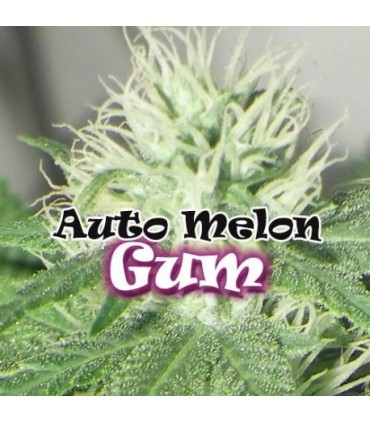 Auto Melon Gum 4 u. fem. Dr Underground