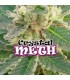 Crystal M.E.H.T. fem. Dr Underground
