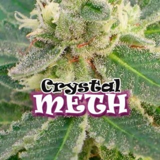 Crystal M.E.H.T. 8 u. fem. Dr Underground
