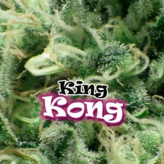 King Kong fem. Dr Underground