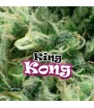 King Kong fem. Dr Underground