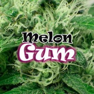 Melon Gum fem. Dr Underground