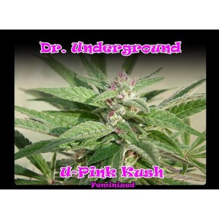 U-Pink Kush fem. Dr Underground
