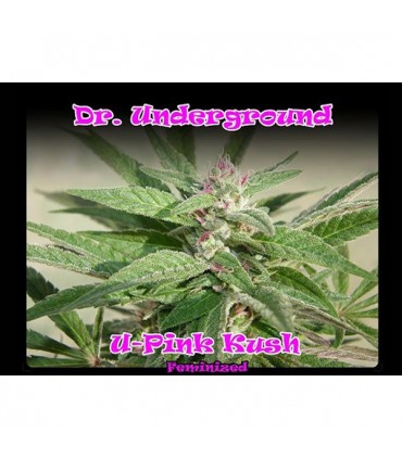 U-Pink Kush fem. Dr Underground