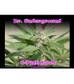 U-Pink Kush fem. Dr Underground