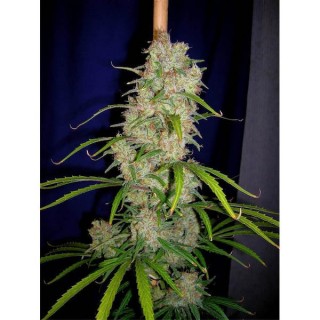 Destroyer  5 u. fem. Cannabiogen