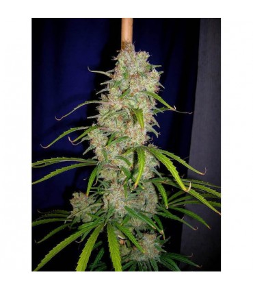Destroyer  5 u. fem. Cannabiogen