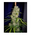 Destroyer  5 u. fem. Cannabiogen