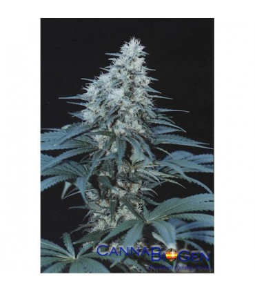 Caribe  5 u. fem. Cannabiogen
