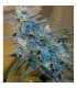 Sugarloaf 5 u. fem. Cannabiogen