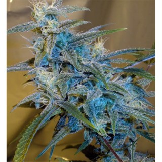 Sugarloaf  5 u. fem. Cannabiogen