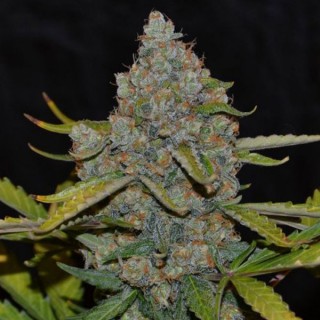 Auto CBG fem. Cannabiogen