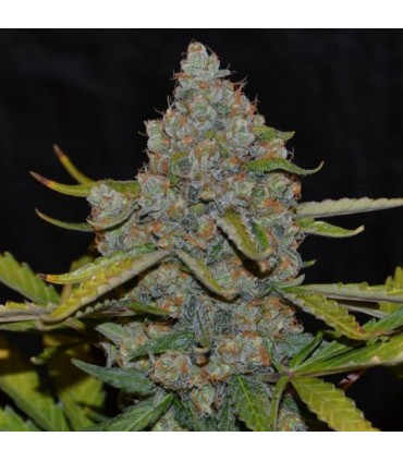 Auto CBG fem. Cannabiogen