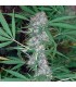 Caribe fem. Cannabiogen