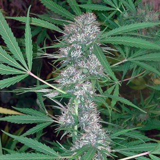 Caribe fem. Cannabiogen