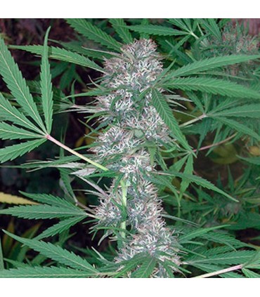 Caribe fem. Cannabiogen